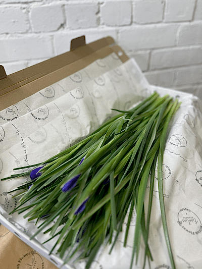 Simply Stems Iris, British Grown Product Image